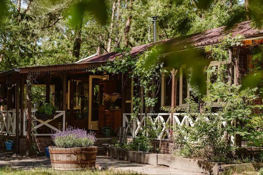 Doornspijk Forest Cottage With Lovely Garden & Sauna מראה חיצוני תמונה