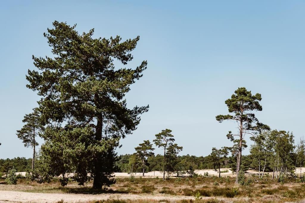 Doornspijk Forest Cottage With Lovely Garden & Sauna מראה חיצוני תמונה